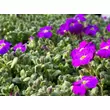 Kép 2/2 - Aubrieta 'Audrey Purple Shades' – Pázsitviola - képek rendelés vásárlás a Megyeri Szabolcs Kertészeti webáruházban.