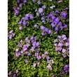 Kép 2/4 - Aubrieta 'Audrey Sky Blue' – Pázsitviola képek rendelés vásárlás a Megyeri Szabolcs Kertészeti webáruházban.