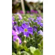 Kép 3/4 - Aubrieta 'Audrey Sky Blue' – Pázsitviola képek rendelés vásárlás a Megyeri Szabolcs Kertészeti webáruházban.