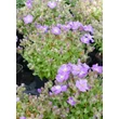 Kép 3/5 - Aubrieta 'Axcent Light Blue' - Pázsitviola