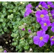 Kép 2/5 - Aubrieta 'Axcent Light Blue' - Pázsitviola képek rendelés vásárlás a Megyeri Szabolcs Kertészeti webáruházban.