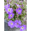 Kép 4/5 - Aubrieta 'Axcent Light Blue' - Pázsitviola
