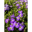 Kép 1/3 - Aubrieta gracilis 'Florado Blue Eye' – Apró pázsitviola