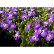 Kép 2/3 - Aubrieta gracilis 'Florado Blue Eye' – Apró pázsitviola - képek rendelés vásárlás a Megyeri Szabolcs Kertészeti webáruházban.