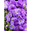 Kép 3/3 - Aubrieta gracilis 'Florado Blue Eye' – Apró pázsitviola