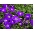 Kép 2/5 - Aubrieta gracilis 'Kitte Blue' - Apró pázsitviola (ibolyakék) képek rendelés vásárlás a Megyeri Szabolcs Kertészeti webáruházban.