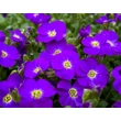 Kép 3/5 - Aubrieta gracilis 'Kitte Blue' - Apró pázsitviola (ibolyakék) képek rendelés vásárlás a Megyeri Szabolcs Kertészeti webáruházban.