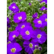 Kép 4/5 - Aubrieta gracilis 'Kitte Blue' - Apró pázsitviola (ibolyakék) képek rendelés vásárlás a Megyeri Szabolcs Kertészeti webáruházban.