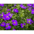 Kép 2/4 - Aubrieta 'Hamburger Stadtpark' - Kerti pázsitviola (ibolyakék) - képek rendelés vásárlás a Megyeri Szabolcs Kertészeti webáruházban.