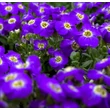 Kép 2/2 - Aubrieta hybrida 'Axcent Violet with Eye' - Ibolya kerti pázsitviola képek rendelés vásárlás a Megyeri Szabolcs Kertészeti webáruházban.