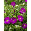 Kép 1/3 - Aubrieta 'Regado Red' – Kerti pázsitviola