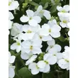 Kép 3/3 - Aubrieta 'Regado White' – Kerti pázsitviola virág