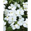 Kép 3/3 - Aubrieta 'Regado White' – Kerti pázsitviola virág