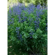 Kép 1/5 - Baptisia australis - Déli borsófürt, álindigó