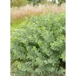 Kép 2/5 - Baptisia australis - Déli borsófürt, álindigó
