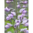 Baptisia 'Purple Smoke' – Hibrid borsófürt, álindigó