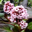 Kép 1/4 - Bergenia 'Bach' – Bőrlevél