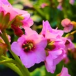 Kép 2/4 - Bergenia 'Bach' – Bőrlevél