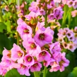 Kép 4/4 - Bergenia 'Bach' – Bőrlevél