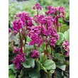 Kép 1/2 - Bergenia cordifolia 'Rotblum' – Szívlevelű bőrlevél