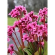 Kép 1/4 - Bergenia 'Flirt' – Bőrlevél