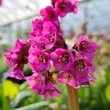 Kép 3/4 - Bergenia 'Flirt' – Bőrlevél