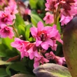 Kép 4/4 - Bergenia 'Flirt' – Bőrlevél