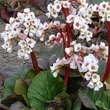Kép 1/2 - Bergenia 'Jelle' – Bőrlevél
