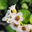 Kép 2/2 - Bergenia 'Jelle' – Bőrlevél