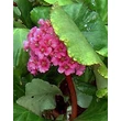 Kép 1/4 - Bergenia 'Morgenröte' - Bőrlevél (sötét rózsaszín)