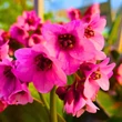 Kép 4/6 - Bergenia 'Pink Dragonfly' - Sötét rózsaszín bőrlevél