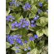 Kép 1/3 - Brunnera macrophylla 'Sea Heart' – Kaukázusi nefelejcs