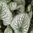 Kép 2/3 - Brunnera macrophylla 'Sea Heart' – Kaukázusi nefelejcs