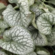 Kép 3/3 - Brunnera macrophylla 'Sea Heart' – Kaukázusi nefelejcs