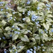 Kép 1/5 - Brunnera macrophylla 'Silver Heart' – Kaukázusi nefelejcs