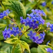 Kép 3/5 - Brunnera macrophylla 'Silver Heart' – Kaukázusi nefelejcs