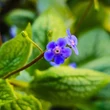 Kép 4/5 - Brunnera macrophylla 'Silver Heart' – Kaukázusi nefelejcs