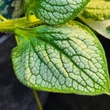 Kép 5/5 - Brunnera macrophylla 'Silver Heart' – Kaukázusi nefelejcs