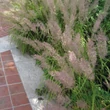 Kép 1/5 - Calamagrostis brachytricha - Koreai nádtippan