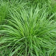 Kép 2/5 - Calamagrostis brachytricha - Nádtippan levélzete