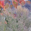 Kép 4/5 - Calamagrostis brachytricha - Nádtippan virágzata