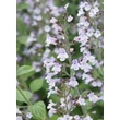 Kép 1/4 - Calamintha nepeta 'Blue Cloud Strain' - Mirigyes pereszlény