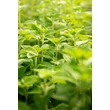 Kép 3/6 - Calamintha nepeta ssp. nepeta – Mirigyes pereszlény