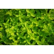 Kép 2/6 - Calamintha nepeta ssp. nepeta – Mirigyes pereszlény