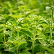 Kép 4/6 - Calamintha nepeta ssp. nepeta – Mirigyes pereszlény