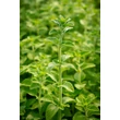 Kép 5/6 - Calamintha nepeta ssp. nepeta – Mirigyes pereszlény
