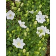 Kép 3/3 - Campanula carpatica 'Alba' - Kárpáti harangvirág