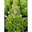 Kép 3/4 - Campanula carpatica 'Perla Blue' – Kárpáti harangvirág