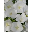 Kép 4/5 - Campanula carpatica 'Perla White' - Kárpáti harangvirág