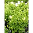 Kép 3/5 - Campanula carpatica 'Perla White' - Kárpáti harangvirág